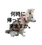 雑種犬タローの日常（個別スタンプ：17）