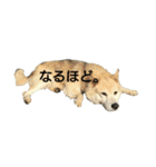 雑種犬タローの日常（個別スタンプ：18）