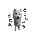 雑種犬タローの日常（個別スタンプ：20）
