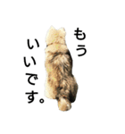 雑種犬タローの日常（個別スタンプ：21）