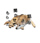 雑種犬タローの日常（個別スタンプ：22）