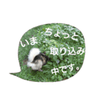 雑種犬タローの日常（個別スタンプ：23）