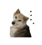 雑種犬タローの日常（個別スタンプ：24）