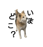 雑種犬タローの日常（個別スタンプ：26）