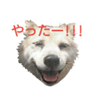 雑種犬タローの日常（個別スタンプ：27）