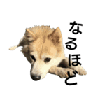 雑種犬タローの日常（個別スタンプ：28）