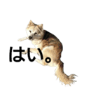 雑種犬タローの日常（個別スタンプ：29）