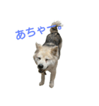 雑種犬タローの日常（個別スタンプ：30）