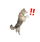雑種犬タローの日常（個別スタンプ：34）