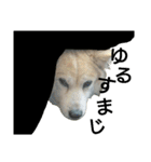 雑種犬タローの日常（個別スタンプ：35）