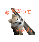 雑種犬タローの日常（個別スタンプ：37）