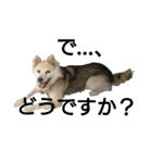 雑種犬タローの日常（個別スタンプ：38）