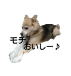 雑種犬タローの日常（個別スタンプ：39）