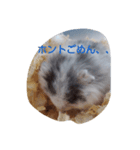 ペット1（個別スタンプ：4）