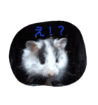 ペット1（個別スタンプ：5）