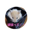 ペット1（個別スタンプ：6）