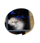 ペット1（個別スタンプ：7）