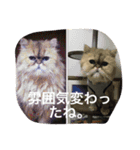 ゆうたとレオーネ2（個別スタンプ：16）