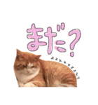 立ち耳スコティッシュのしらたま（個別スタンプ：8）