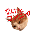 立ち耳スコティッシュのしらたま（個別スタンプ：17）