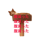 立ち耳スコティッシュのしらたま（個別スタンプ：18）