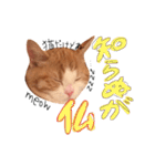 立ち耳スコティッシュのしらたま（個別スタンプ：24）