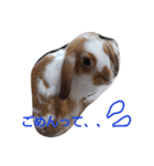 ペット2（個別スタンプ：3）