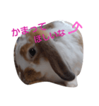 ペット2（個別スタンプ：5）