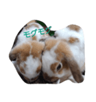 ペット2（個別スタンプ：6）