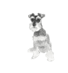 Miniature Schnauzer - G（個別スタンプ：3）