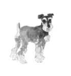 Miniature Schnauzer - G（個別スタンプ：6）