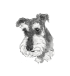 Miniature Schnauzer - G（個別スタンプ：14）