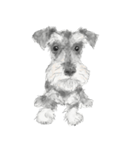 Miniature Schnauzer - G（個別スタンプ：15）