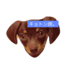 やんちゃマロン（個別スタンプ：4）