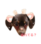やんちゃマロン（個別スタンプ：5）