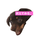 やんちゃマロン（個別スタンプ：9）