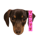 やんちゃマロン（個別スタンプ：13）