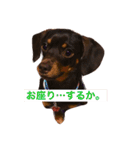 やんちゃマロン（個別スタンプ：16）
