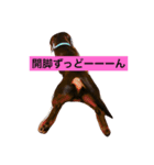 やんちゃマロン（個別スタンプ：17）