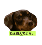 やんちゃマロン（個別スタンプ：21）