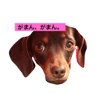 やんちゃマロン（個別スタンプ：31）