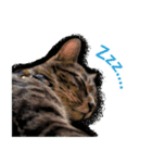 保護猫兄弟タビとさばお（個別スタンプ：1）