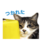 保護猫兄弟タビとさばお（個別スタンプ：2）