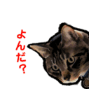 保護猫兄弟タビとさばお（個別スタンプ：3）