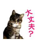 保護猫兄弟タビとさばお（個別スタンプ：5）