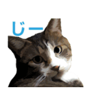 保護猫兄弟タビとさばお（個別スタンプ：6）
