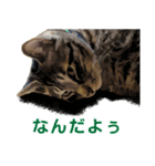保護猫兄弟タビとさばお（個別スタンプ：7）