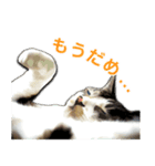 保護猫兄弟タビとさばお（個別スタンプ：8）