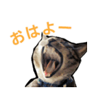 保護猫兄弟タビとさばお（個別スタンプ：9）