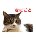 保護猫兄弟タビとさばお（個別スタンプ：10）